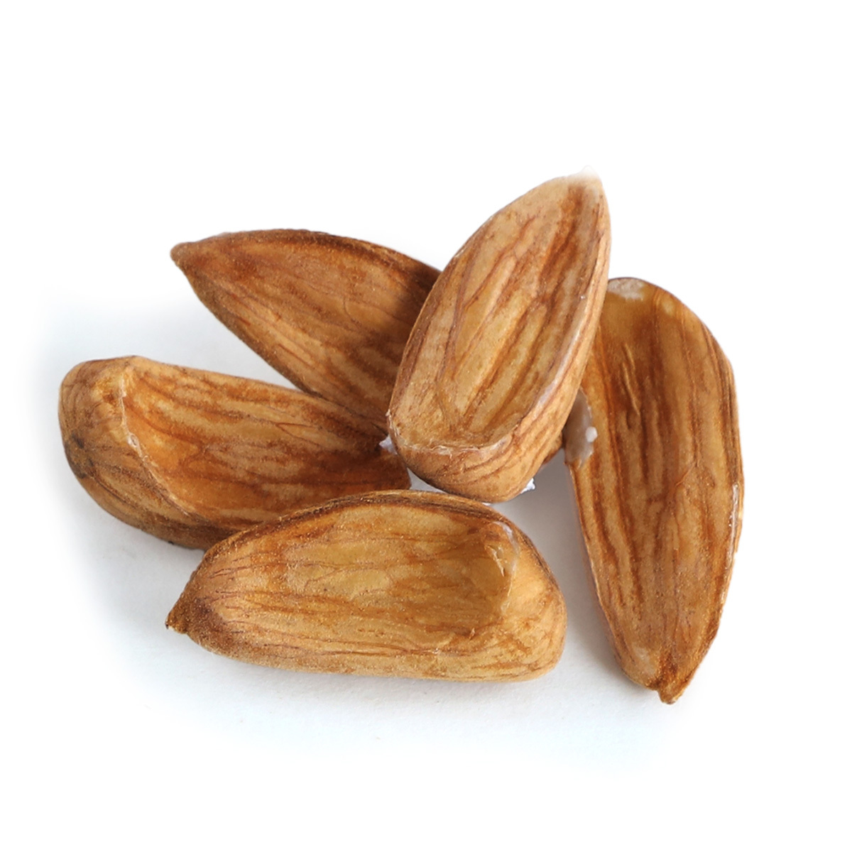 Large Mamra from Iran