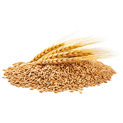 Category Alt Wheat