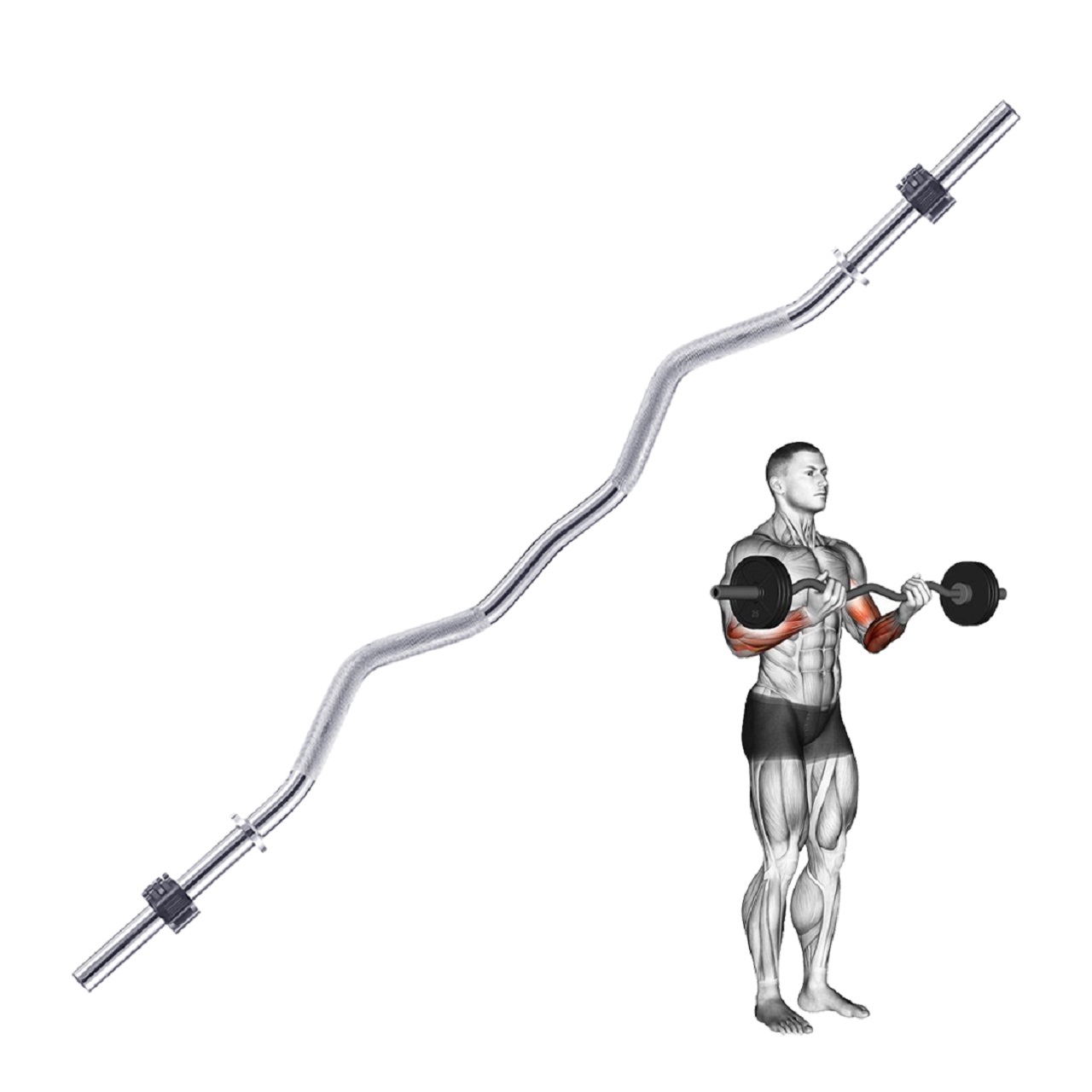 B Fit Weight Lifting EZ Curl Bar 4 Feet Dia 28 MM with Premium Collar pair