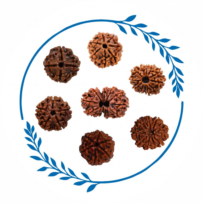 Category Alt Rudraksha