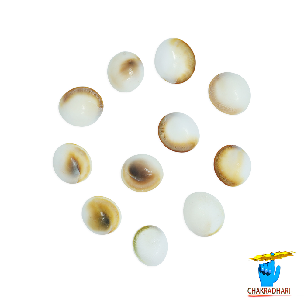 Gomti Chakra Medium 11 PC SET 11