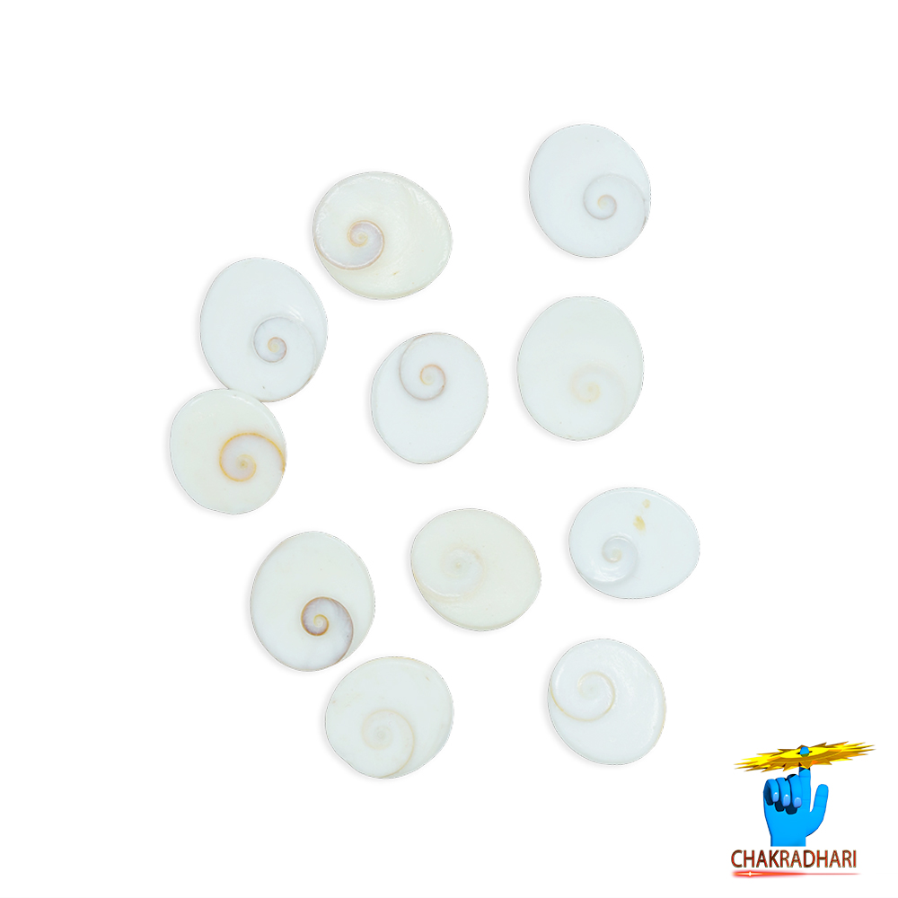 Gomti Chakra Medium 11 PC SET 11