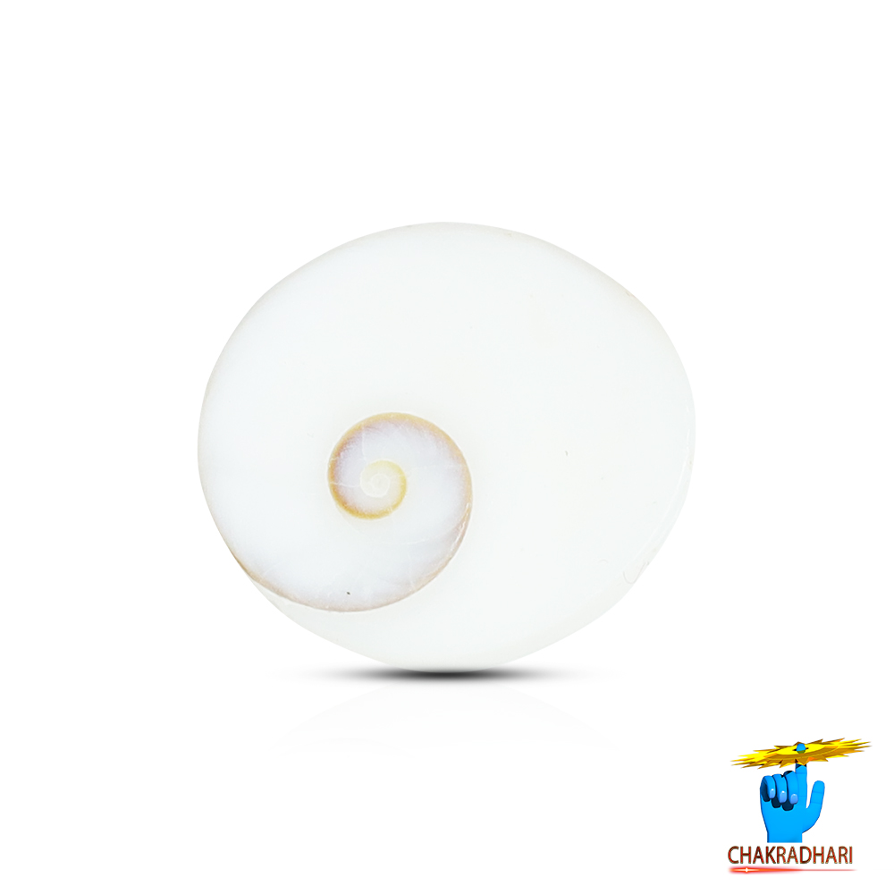 Gomti Chakra Medium 11 PC SET 11