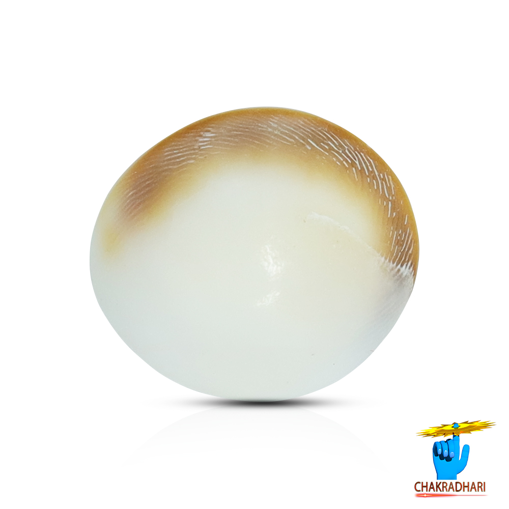 Gomti Chakra Medium 11 PC SET 11