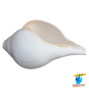 Bajne Wala Shankh Vamavarti Small Shell G1 – 5.25 Inch BY 2.9 Inch - बजने वाला शंख