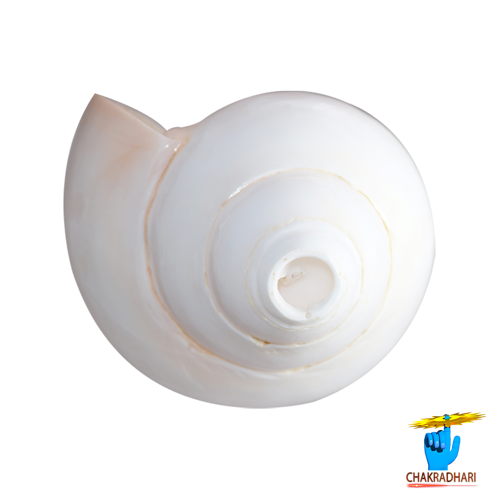 Bajne Wala Shankh Vamavarti Small Shell G1 525 Inch BY 29 Inch -