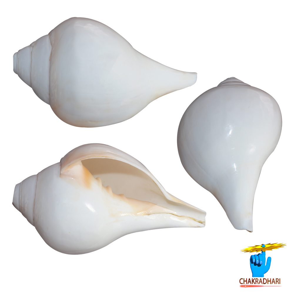 Bajne Wala Shankh Vamavarti Big Size Shell - T1 - 85 Inch By 4 Inch
