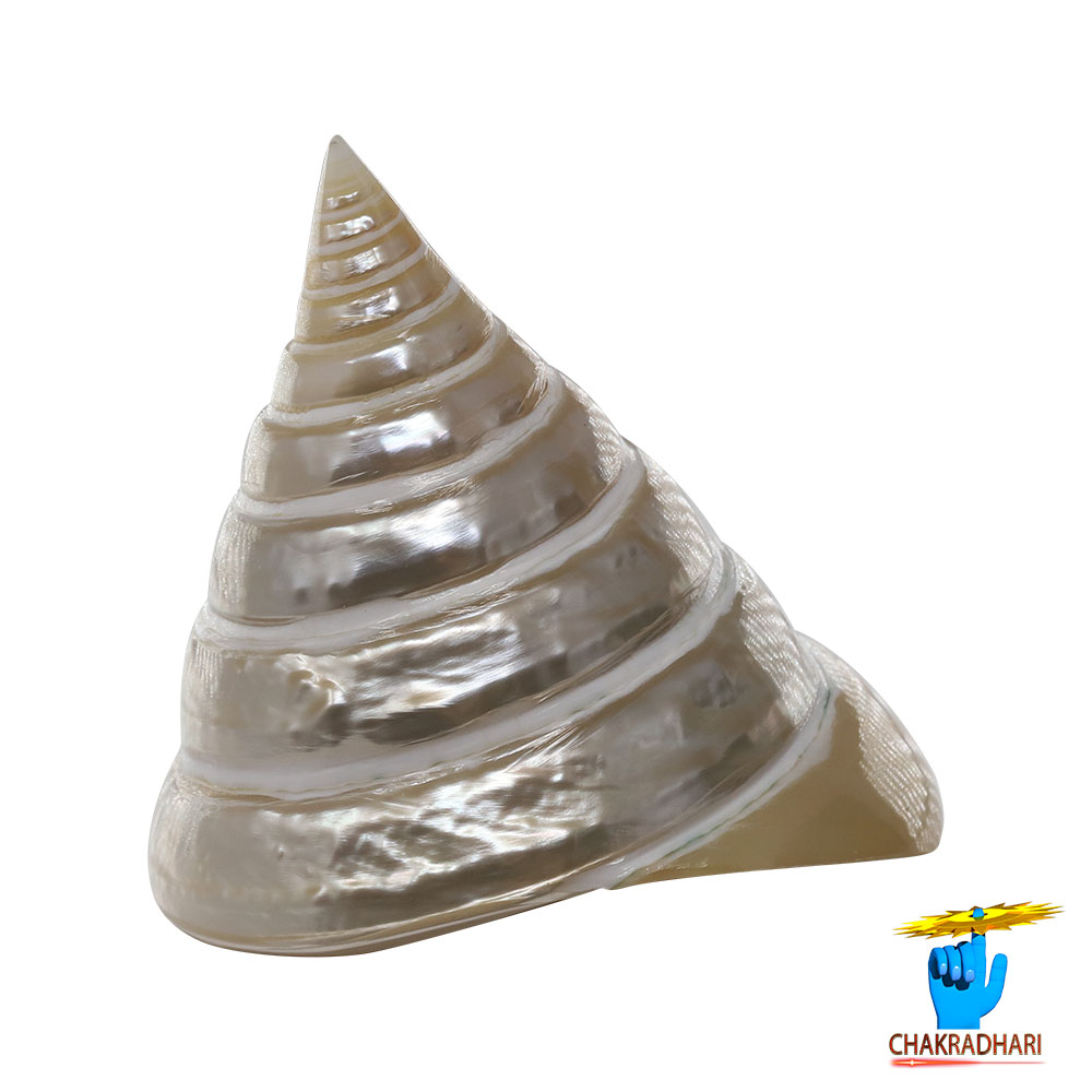 Big Moti Shell -