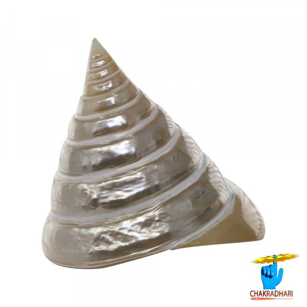 Image of Big Moti Shell - बड़ा मोती  शंख