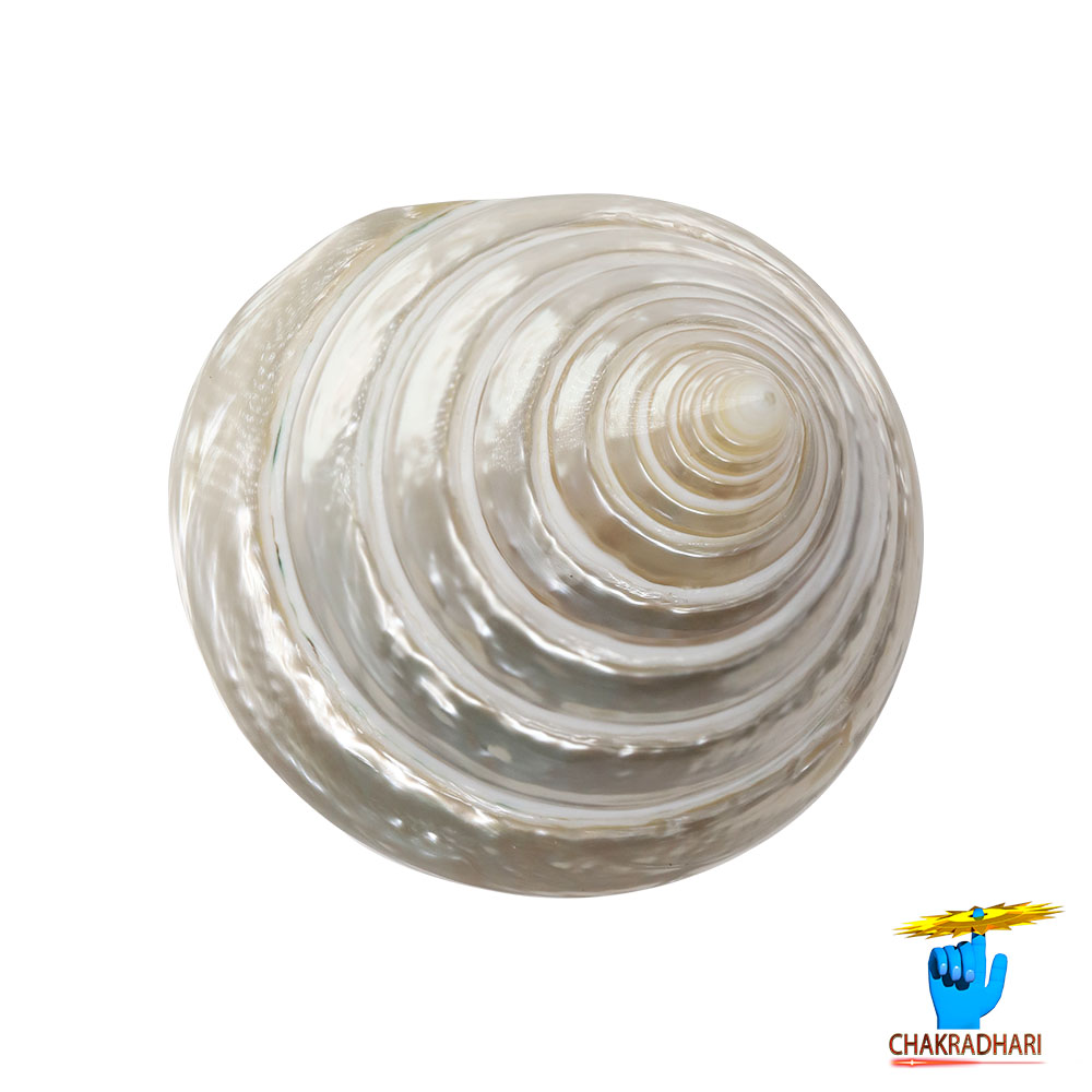Small Moti Shell -
