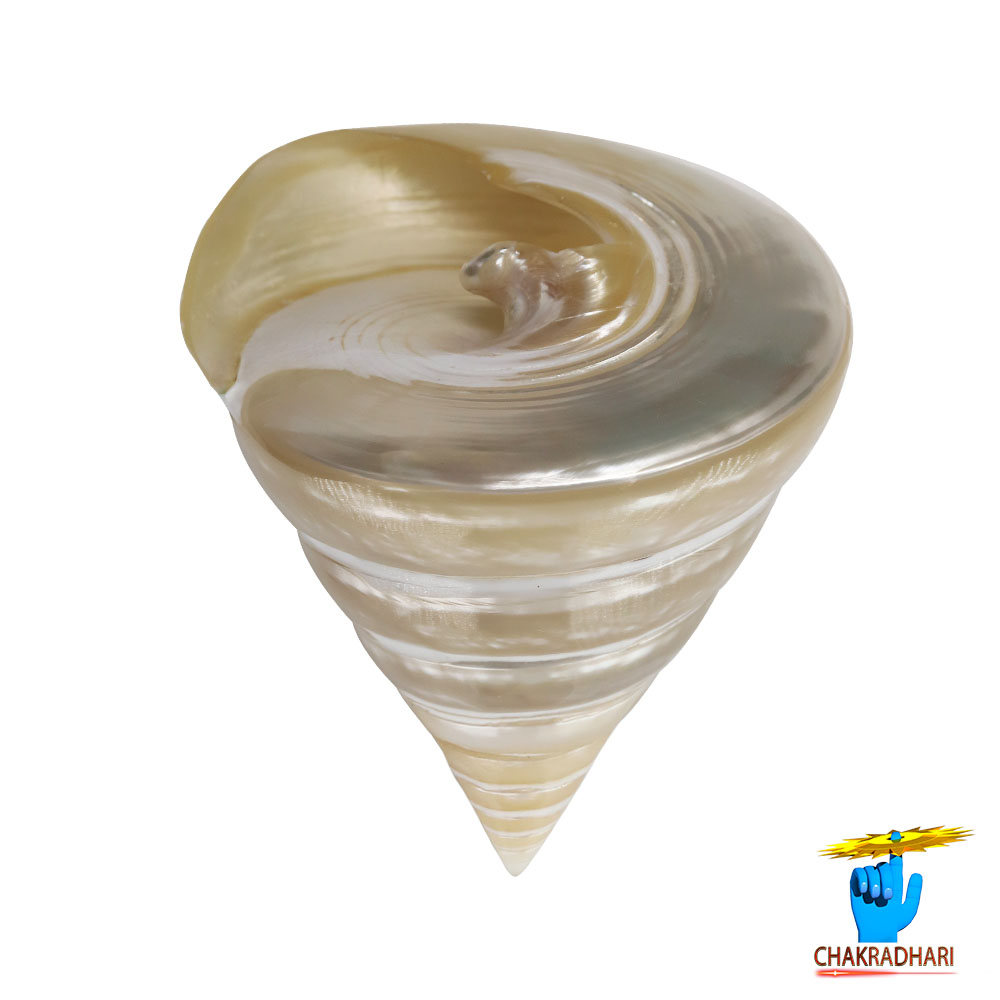 Small Moti Shell -