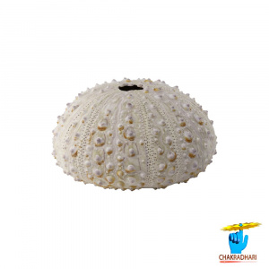 Image of Lotus Conch -  कमल शंख