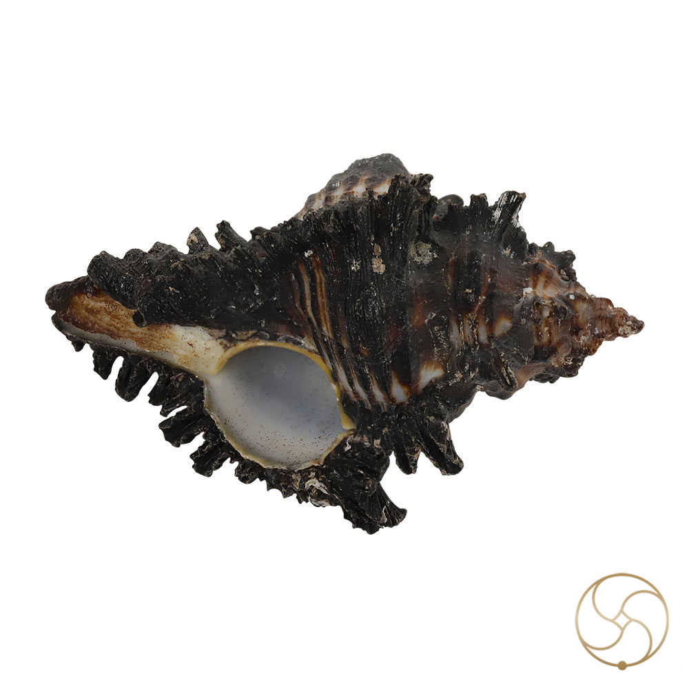 Garud Shell -  