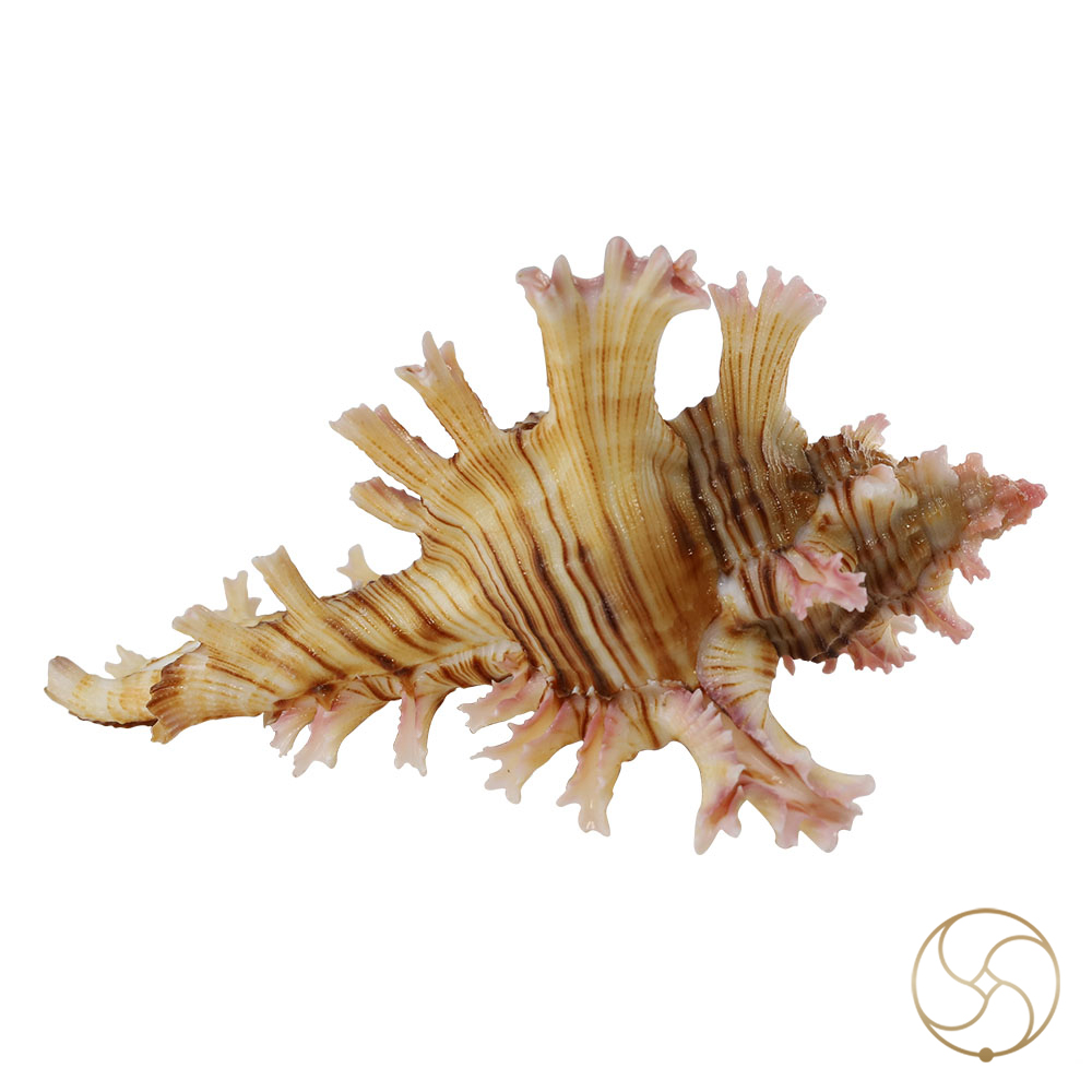 Hatheli Shell -  