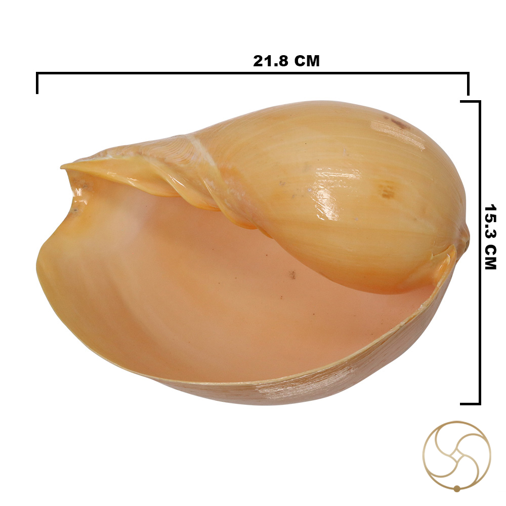 Pattvibhuti Shell -