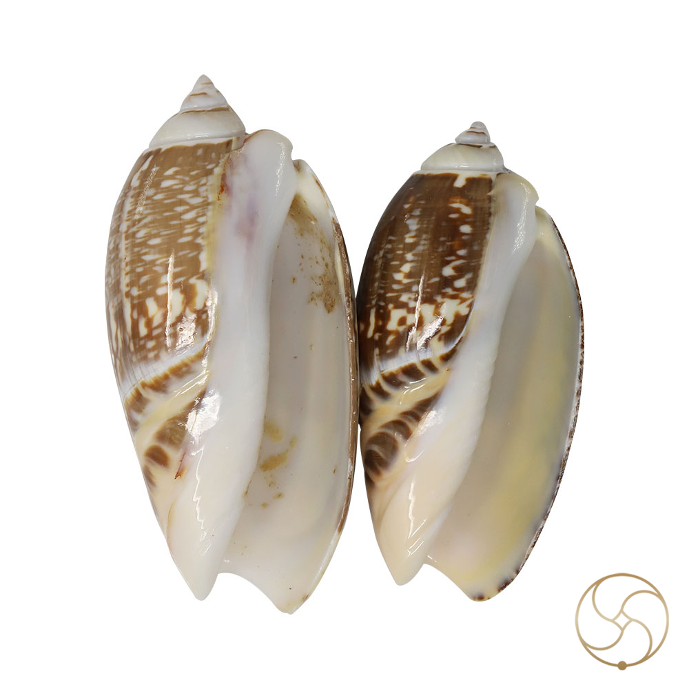 Kawanji Shell Pair -