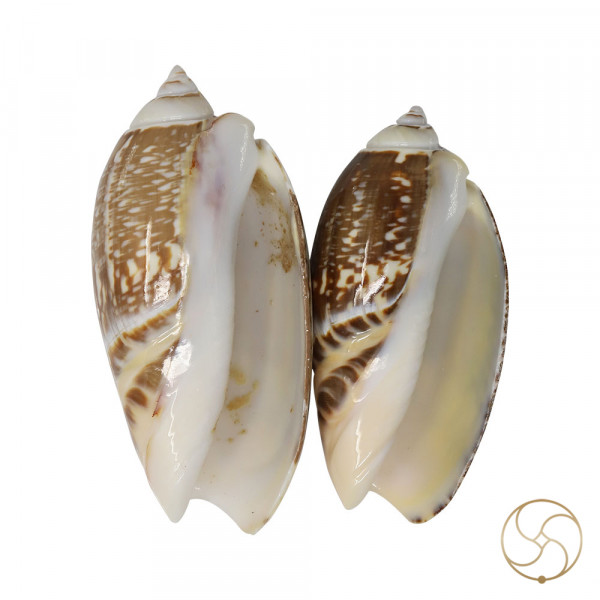 Image of Kawanji Shell Pair - सफ़ेद कवंजी शंख जोड़ी