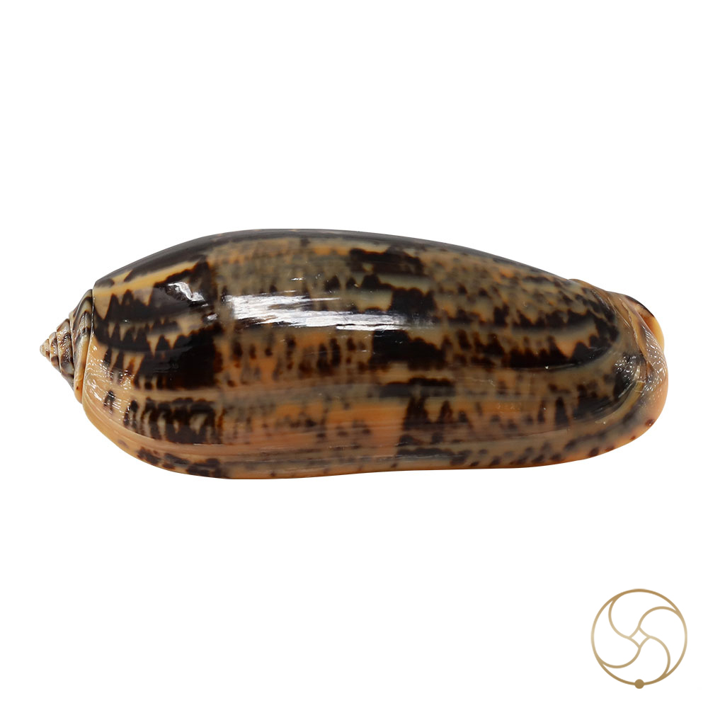 Kawanji Shell -