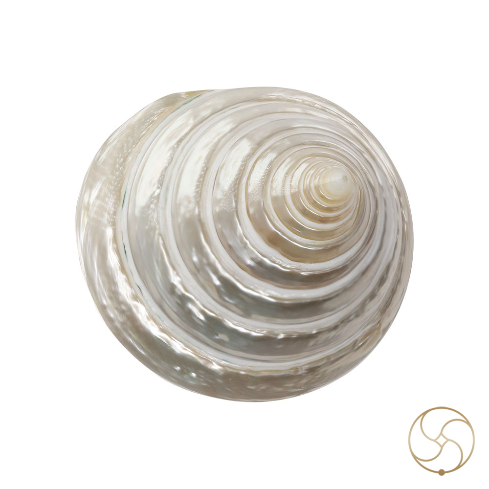 Small Moti Shell -
