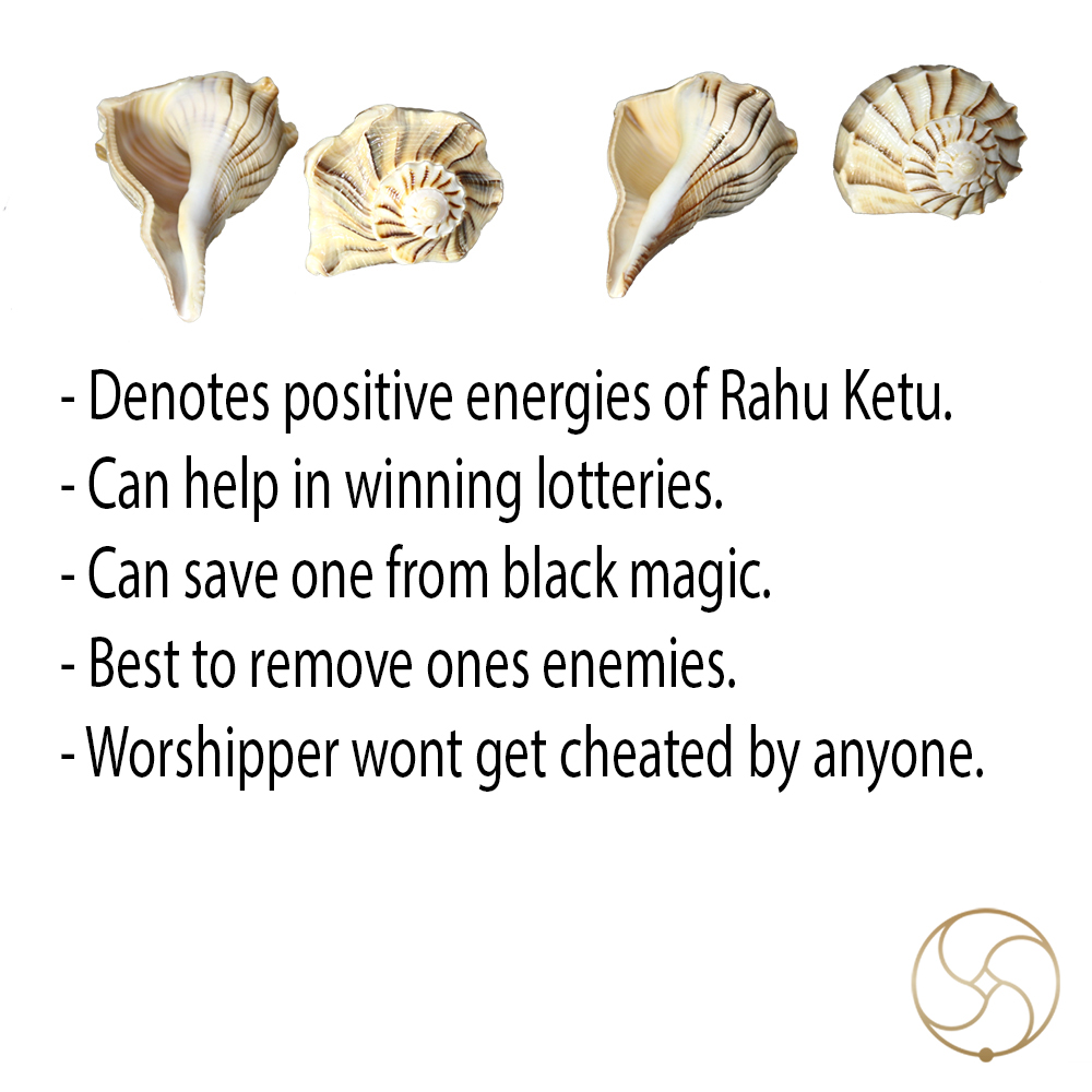 Right Hand Rahu Ketu Shankh    