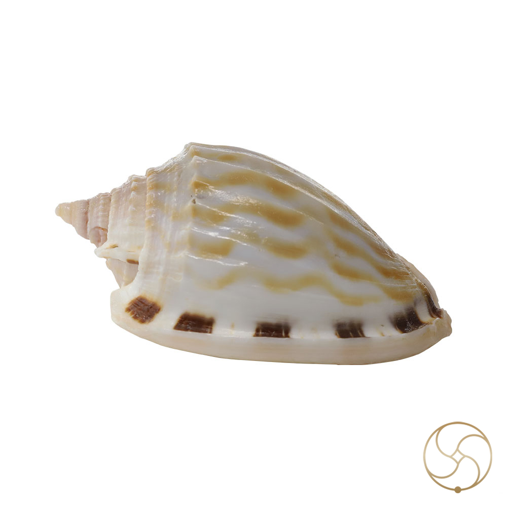 Rekha Line Shell -