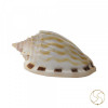 Rekha (Line) Shell -  रेखा  शंख
