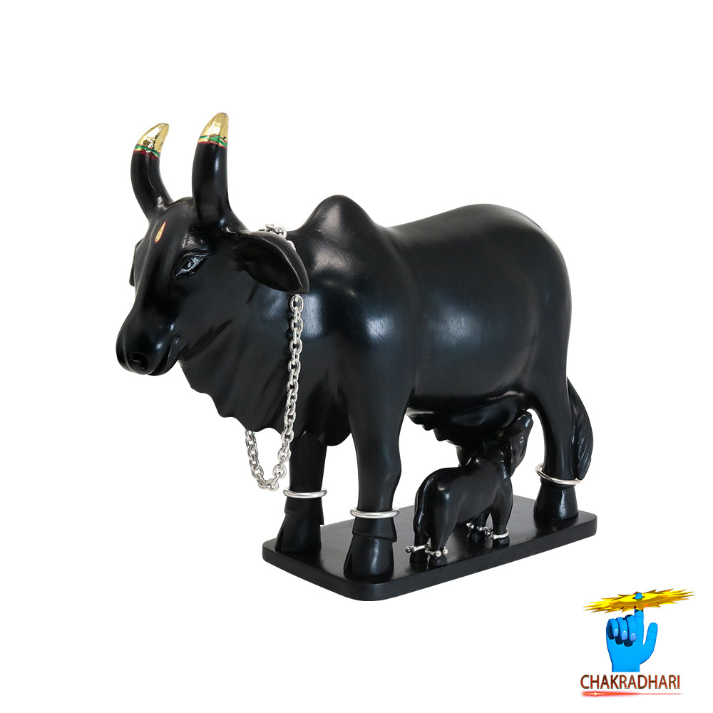 Ebony Divine Shubhda Vatsal  Cow-      