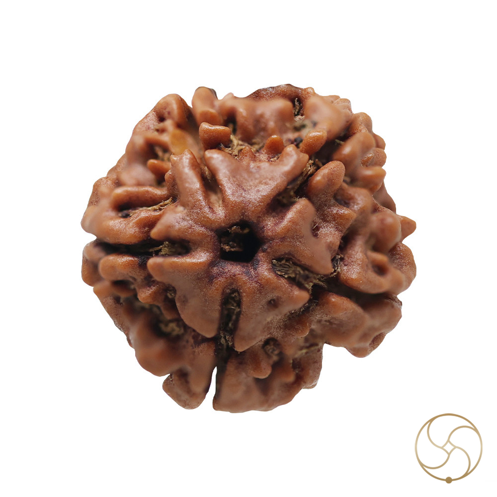 Natural 05 Face Rudraksha -  05  