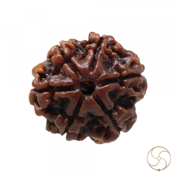 Image of Natural 06 Face Rudraksha - प्राकृतिक 06 मुखी रुद्राक्ष