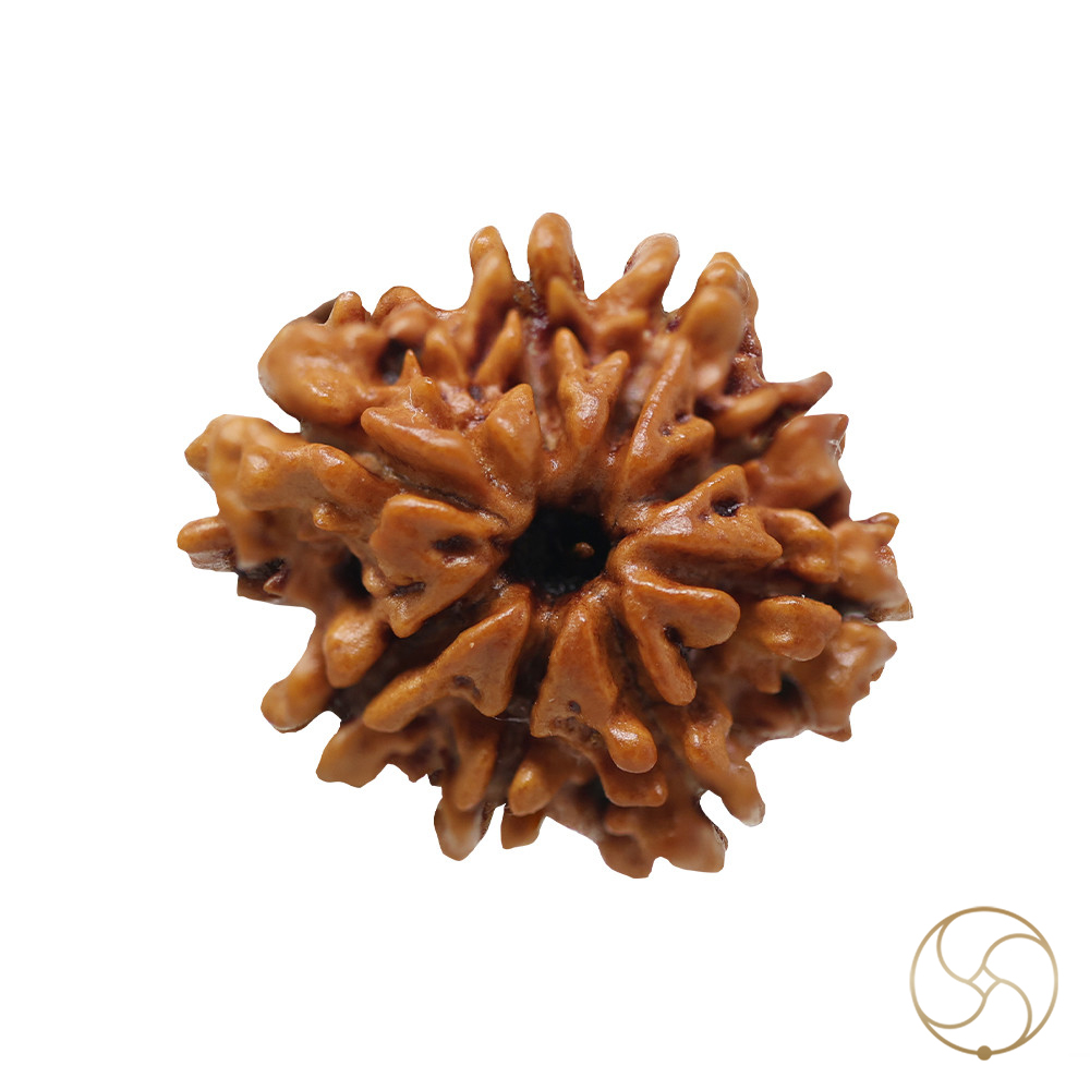 Natural 08 Face Rudraksha -  08  