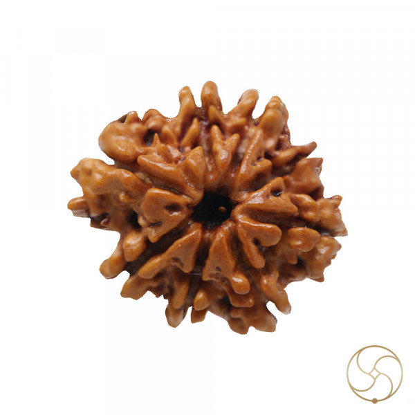 Image of Natural 08 Face Rudraksha - प्राकृतिक 08 मुखी रुद्राक्ष