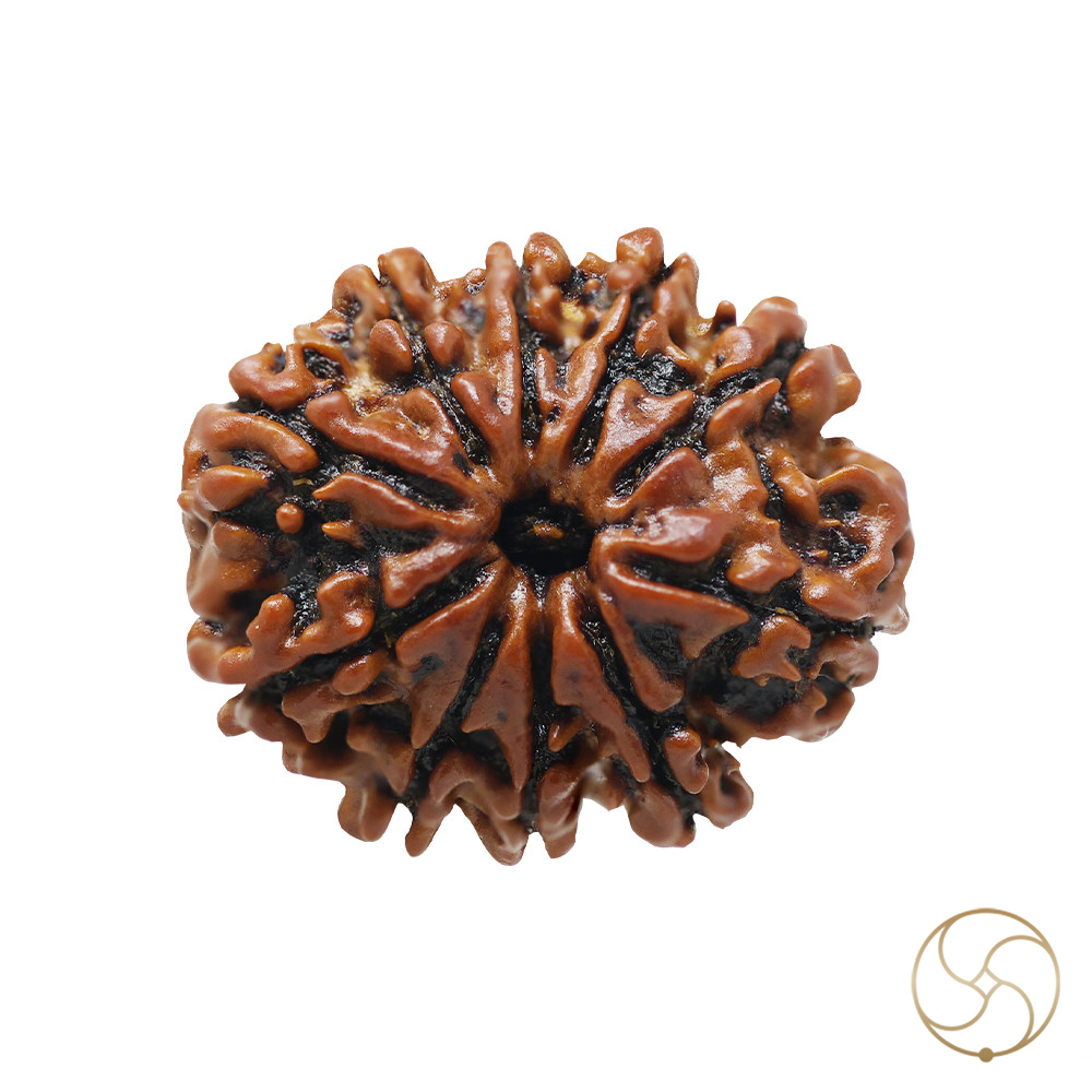 Natural 10 Face Rudraksha -  10  
