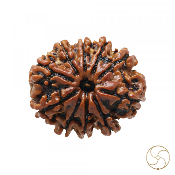 Image of Natural 10 Face Rudraksha - प्राकृतिक 10 मुखी रुद्राक्ष