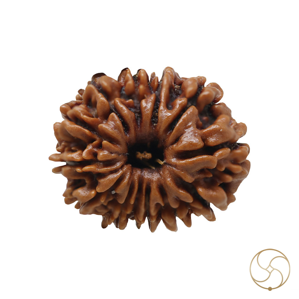 Natural 12 Face Rudraksha -  12  
