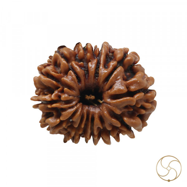 Image of Natural 12 Face Rudraksha - प्राकृतिक 12 मुखी रुद्राक्ष