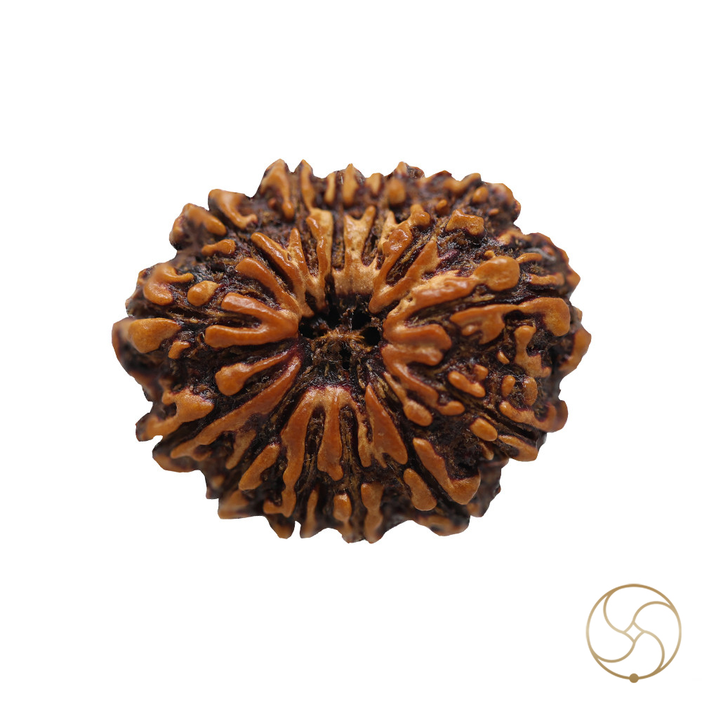Natural 13 Face Rudraksha -  13  