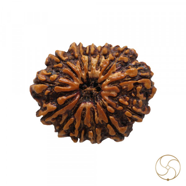Image of Natural 13 Face Rudraksha - प्राकृतिक 13 मुखी रुद्राक्ष