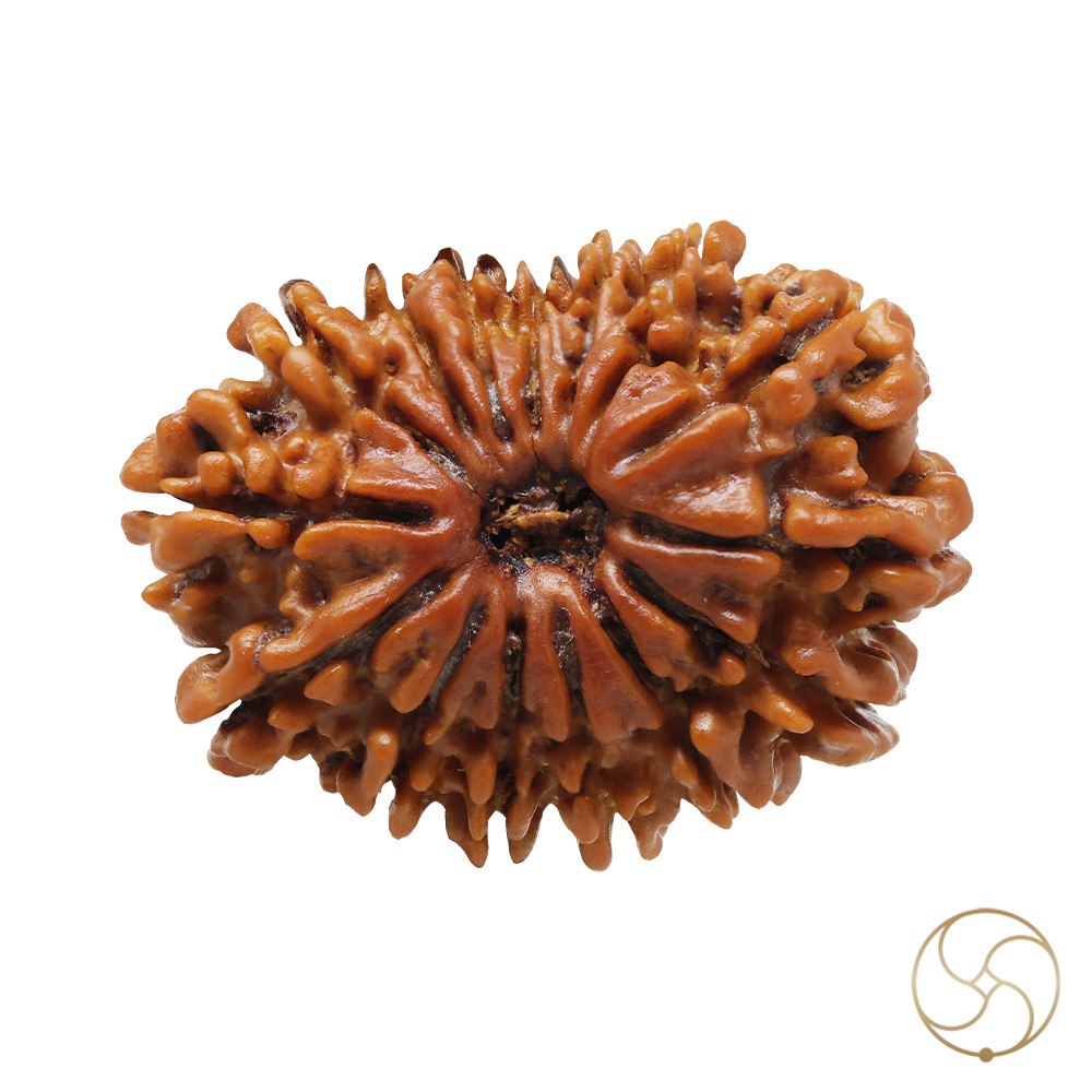 Natural 15 Face Rudraksha -  15  