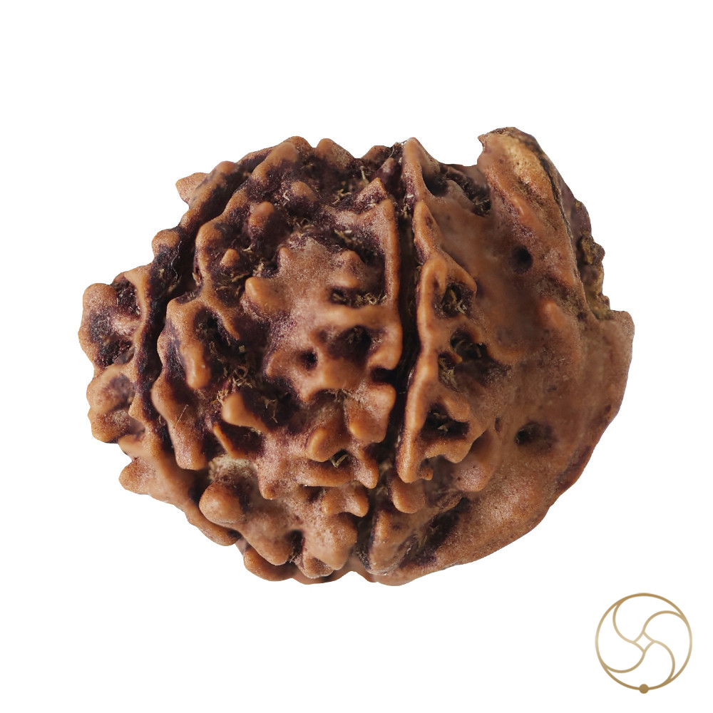 Natural Ganesh Rudraksha -    