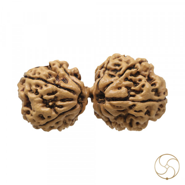 Image of Natural Gauri Shankar Rudraksha -  प्राकृतिक गौरी शंकर रुद्राक्ष