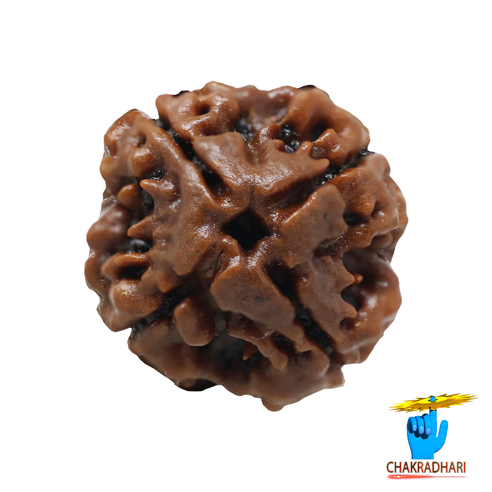 Natural 04 Face Rudraksha -  04  