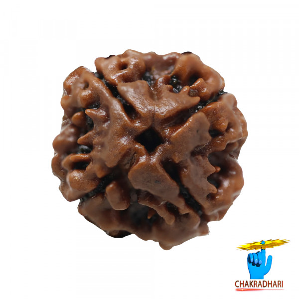Image of Natural 04 Face Rudraksha - प्राकृतिक 04 मुखी रुद्राक्ष