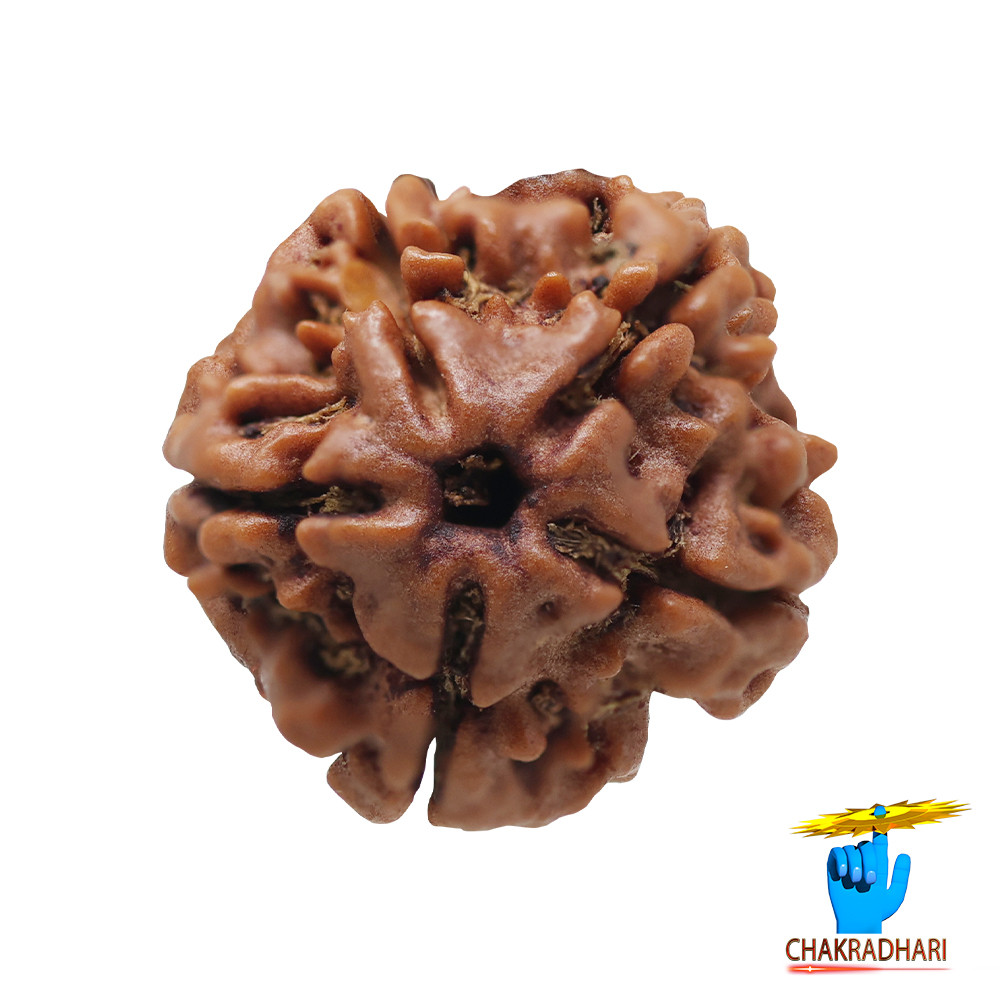 Natural 05 Face Rudraksha -  05  