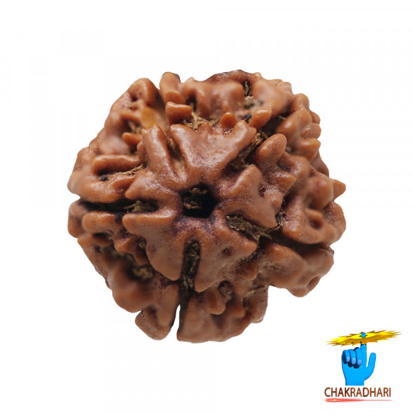 Image of Natural 05 Face Rudraksha - प्राकृतिक 05 मुखी रुद्राक्ष