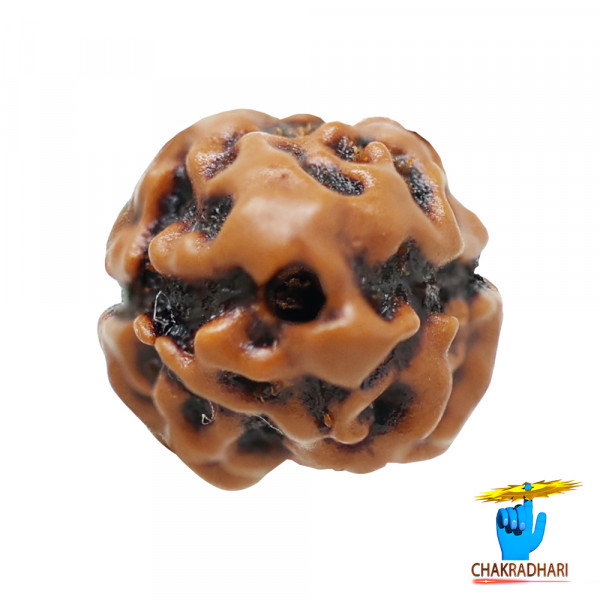 Image of Natural 02 Face Rudraksha - प्राकृतिक 02 मुखी रुद्राक्ष