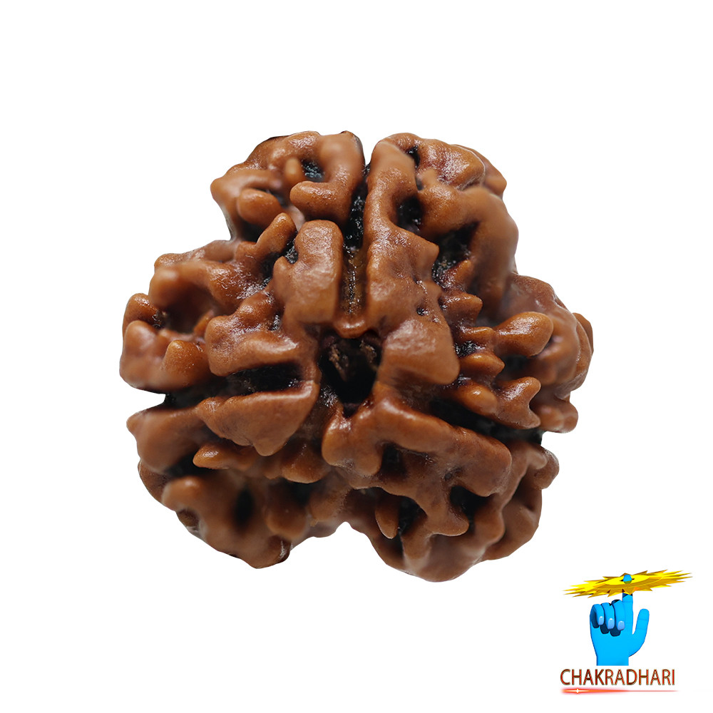 Natural 03 Face Rudraksha -  03  