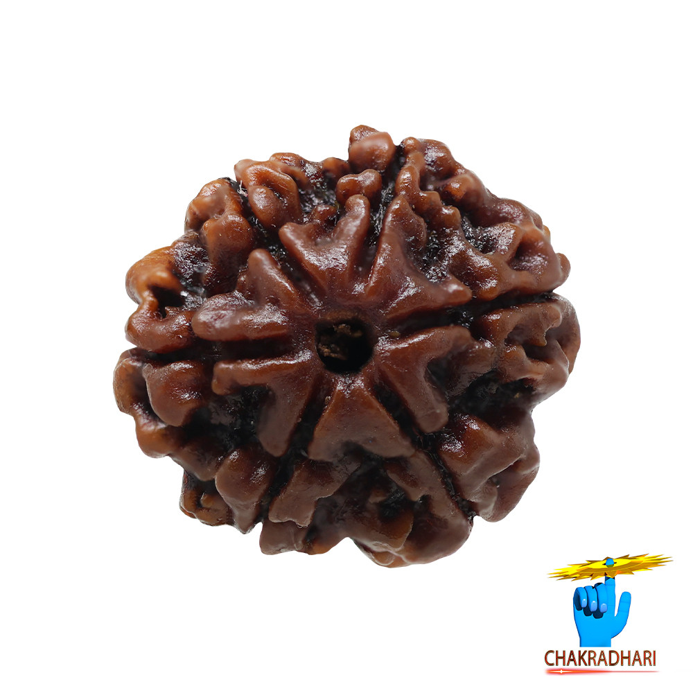Natural 06 Face Rudraksha -  06  