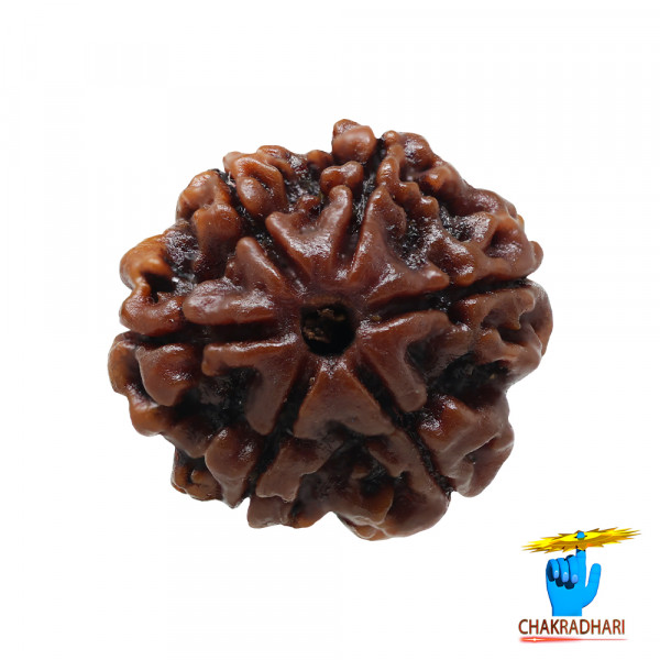 Image of Natural 06 Face Rudraksha - प्राकृतिक 06 मुखी रुद्राक्ष