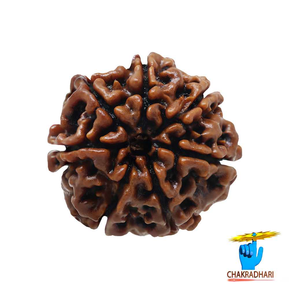 Natural 07 Face Rudraksha -  07  