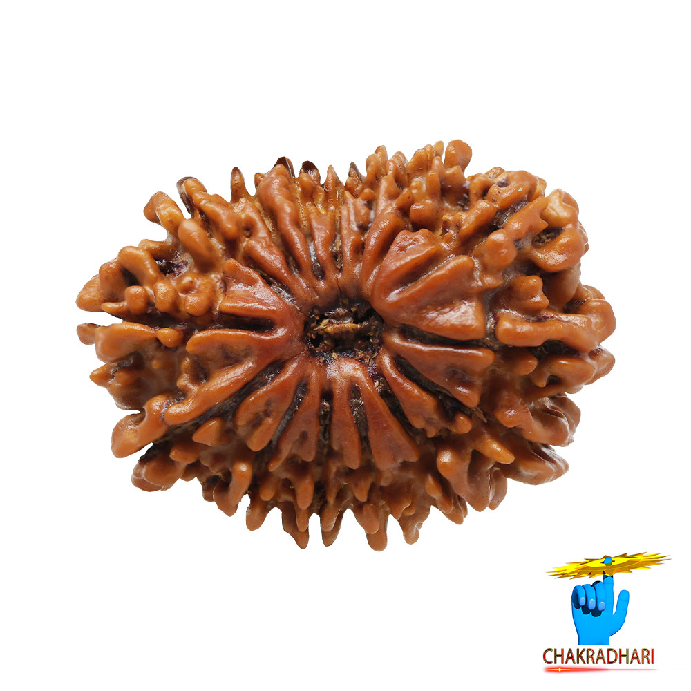 Natural 15 Face Rudraksha -  15  